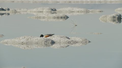f-33-204-10386665_zc5PIhlb_NorthernShovelerJPEG_JyUg